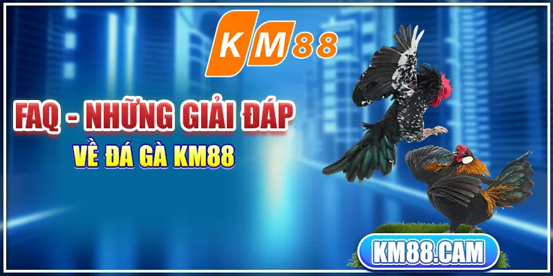 FAQ - Những giải đáp về đá gà KM88