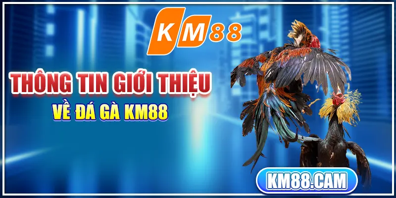 Thông tin giới thiệu về đá gà KM88